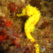 Observation photo