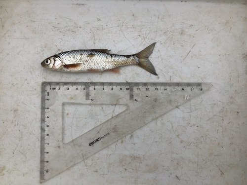 Baikal Dace