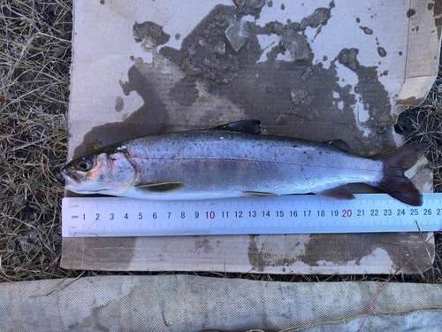 Sharp-snouted Lenok