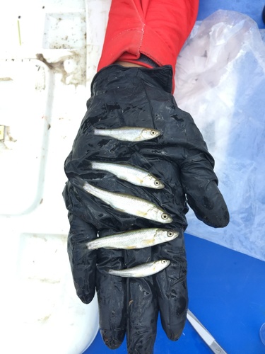 Baikal Dace