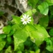 Southern Chickweed - Photo (c) Bruce Carlisle, all rights reserved, uploaded by Bruce Carlisle