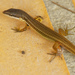 Elegant Eyed Lizard - Photo (c) Daniel Mesa, all rights reserved, uploaded by Daniel Mesa