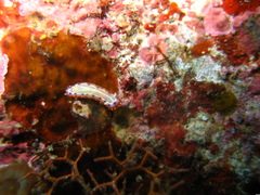 Goniobranchus setoensis image