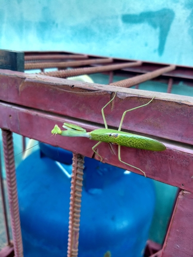 Stagmatoptera reimoseri
