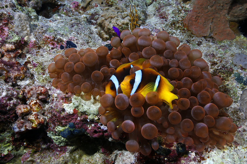 Red Sea Anemonefish