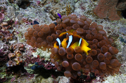 Red Sea Anemonefish — seen at this dive site
