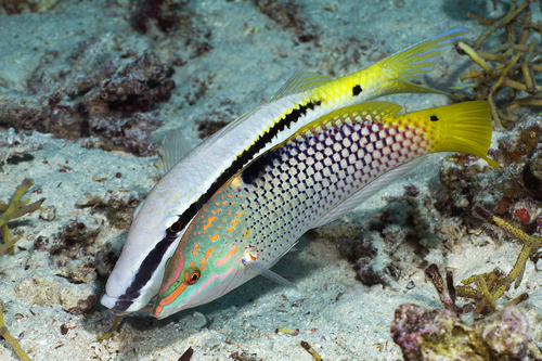 Red Sea Goatfish