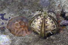 Microcyphus rousseaui image