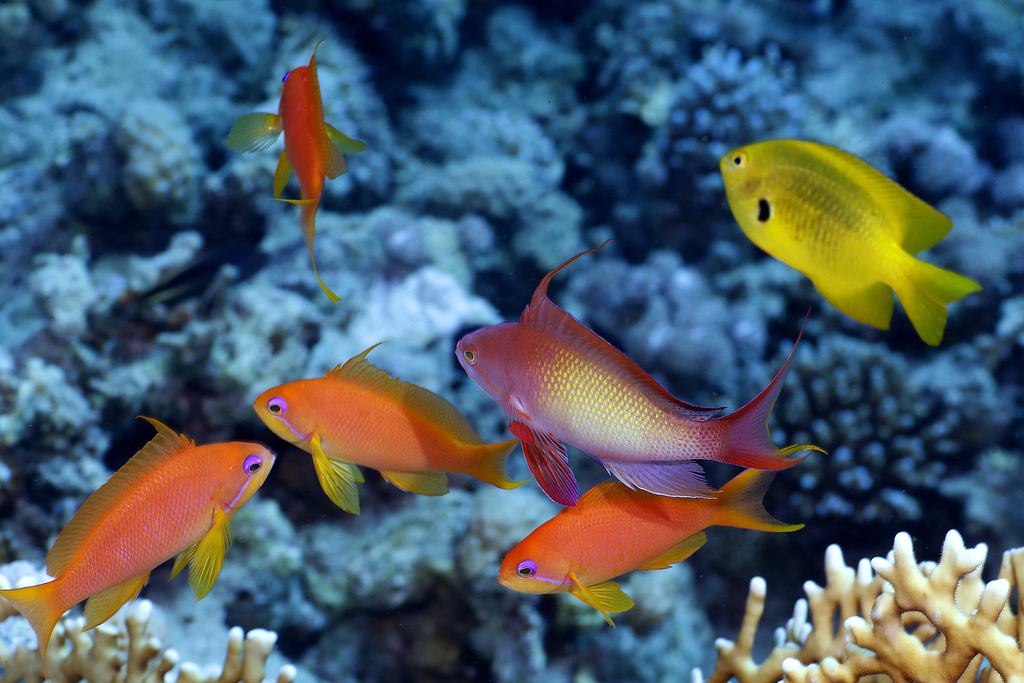 Lyretail anthias
