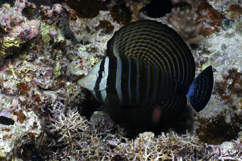 Indian Sailfin Tang — seen at this dive site