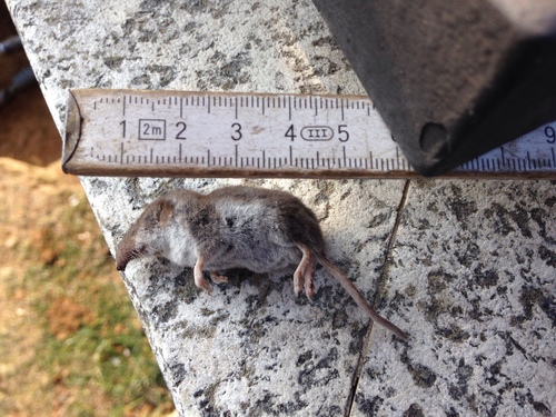 Bicoloured Shrew