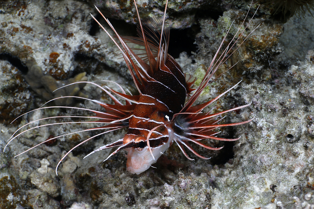 Lionfish