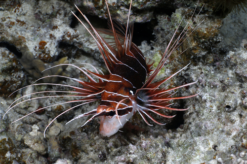 Red Sea Clearfin Lionfish