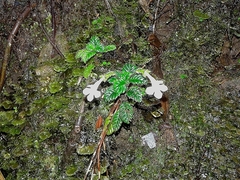 Image of Cremosperma maculatum