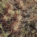 Opuntia schottii - Photo (c) Jason Brooks, כל הזכויות שמורות