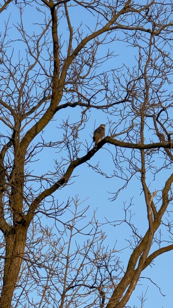 Cooper's Hawk from Caliper Dr, Troy, MI, US on March 9, 2021 at 0556