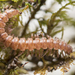 Granulated Millipede - Photo (c) MaLisa Spring, all rights reserved, uploaded by MaLisa Spring