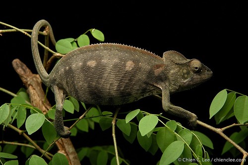 Oustalet's Giant Chameleon