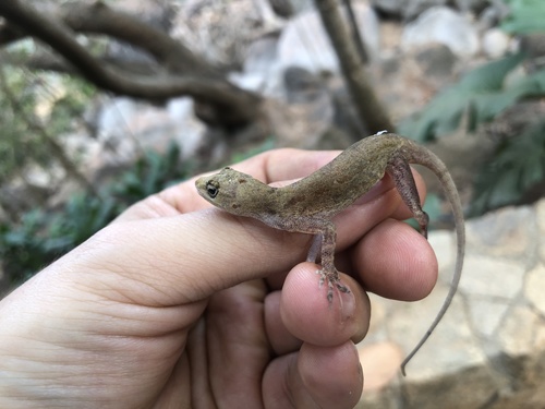 Taylor's Anole
