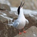 Roseate Tern - Photo (c) Cédric Duhalde, all rights reserved, uploaded by Cédric Duhalde