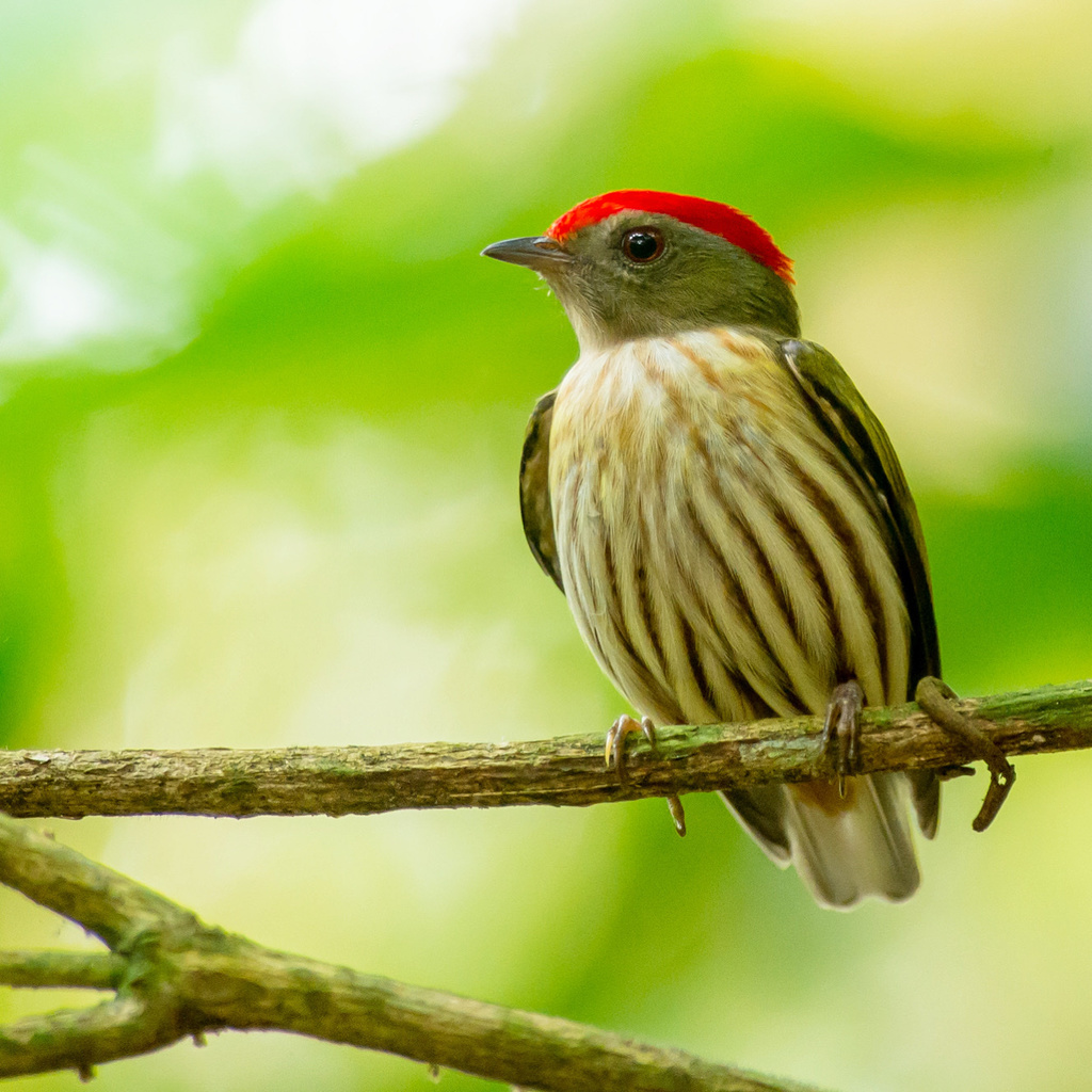 Kinglet Manakin photo