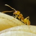 Strange Fuzzy Ant - Photo (c) Matthew Prebus, all rights reserved, uploaded by Matthew Prebus