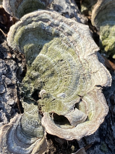 Stereum fasciatum