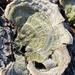 Stereum fasciatum - Photo 由 Misha Zitser 所上傳的 (c) Misha Zitser，保留所有權利