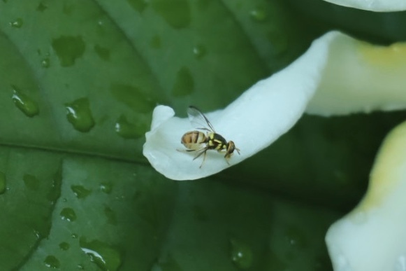 Oriental Fruit Fly from Singapore Botanic Gardens, Holland Village ...