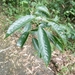 Quercus stenophylloides - Photo (c) Martin, todos los derechos reservados, subido por Martin