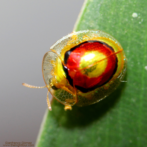 Charidotella tricolorata · iNaturalist