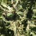 Protaetia proctotricha - Photo (c) Alexandr Matveev, כל הזכויות שמורות, הועלה על ידי Alexandr Matveev