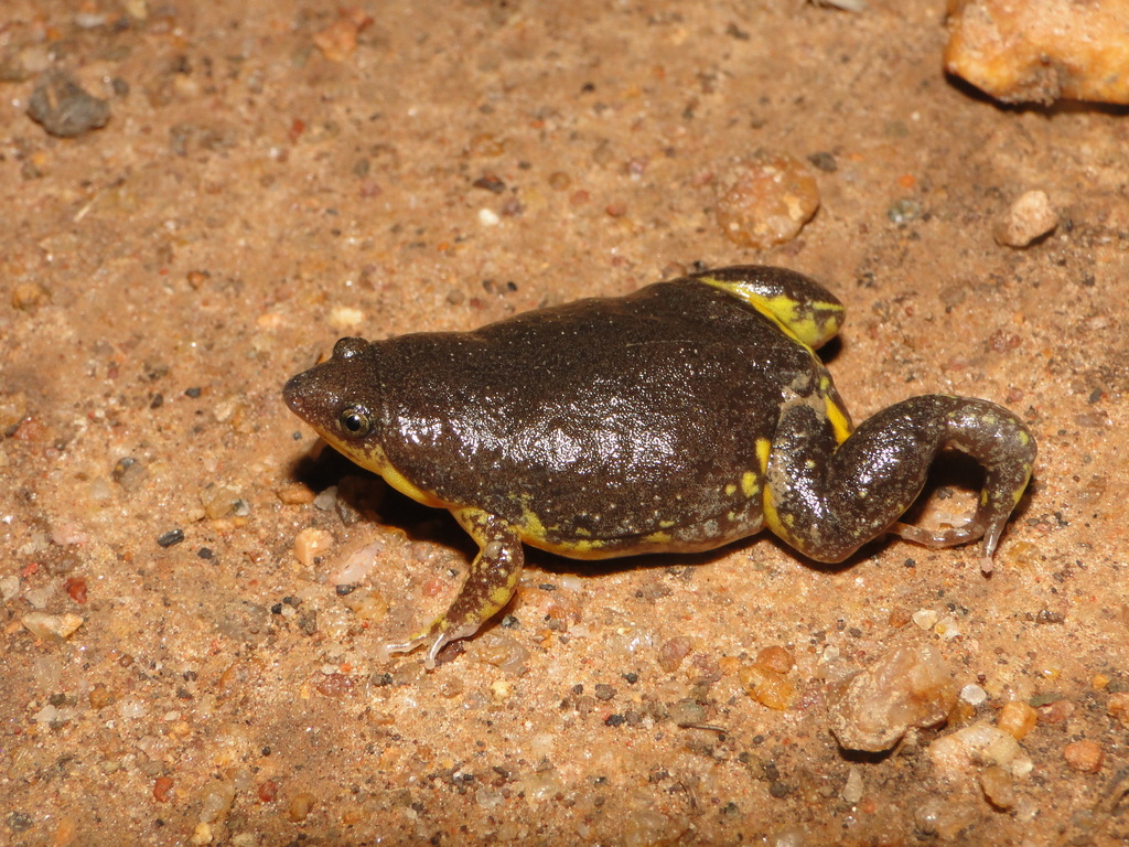 Piaui Oval Frog (Elachistocleis piauiensis)