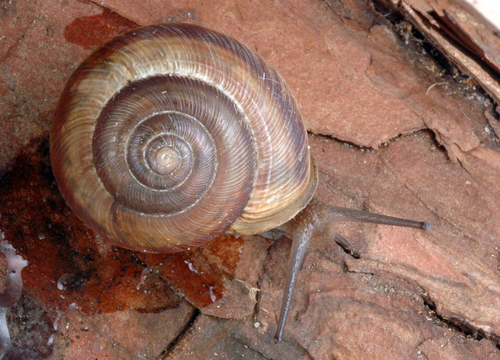 Broad-banded Forestsnail