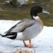 Mallard × Northern Pintail - Photo (c) mingy_y, all rights reserved, uploaded by mingy_y
