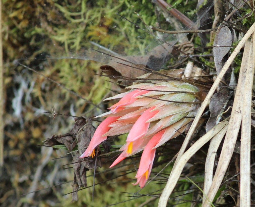 Pitcairnia Heterophylla From Zongolica Ver M Xico On March At Pm By Gerardo