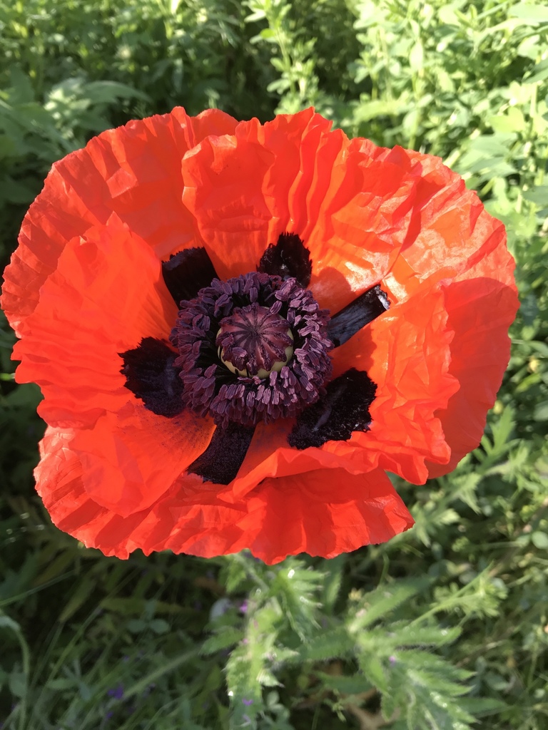 Papaver orientale — a medium houseplant, prefers full sun light