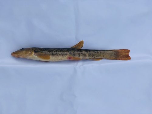 Siberian Stone Loach