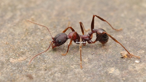 Aphaenogaster geei