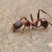 Aphaenogaster geei - Photo (c) 豆豆, todos los derechos reservados, uploaded by 豆豆