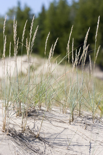 Elymus lanceolatus ssp. psammophilus