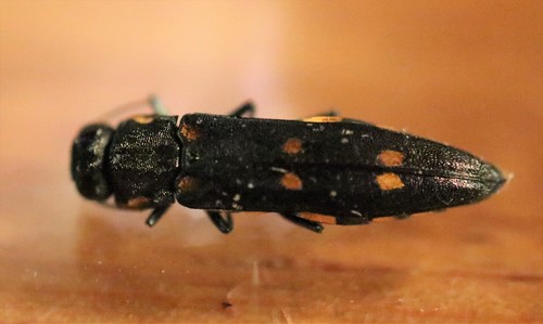 Oak Bark Beetle