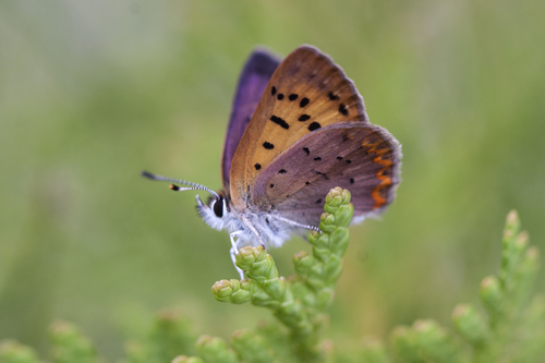 Dorcas Copper