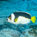 Ballina Angelfish - Photo (c) Ian Shaw, all rights reserved, uploaded by Ian Shaw