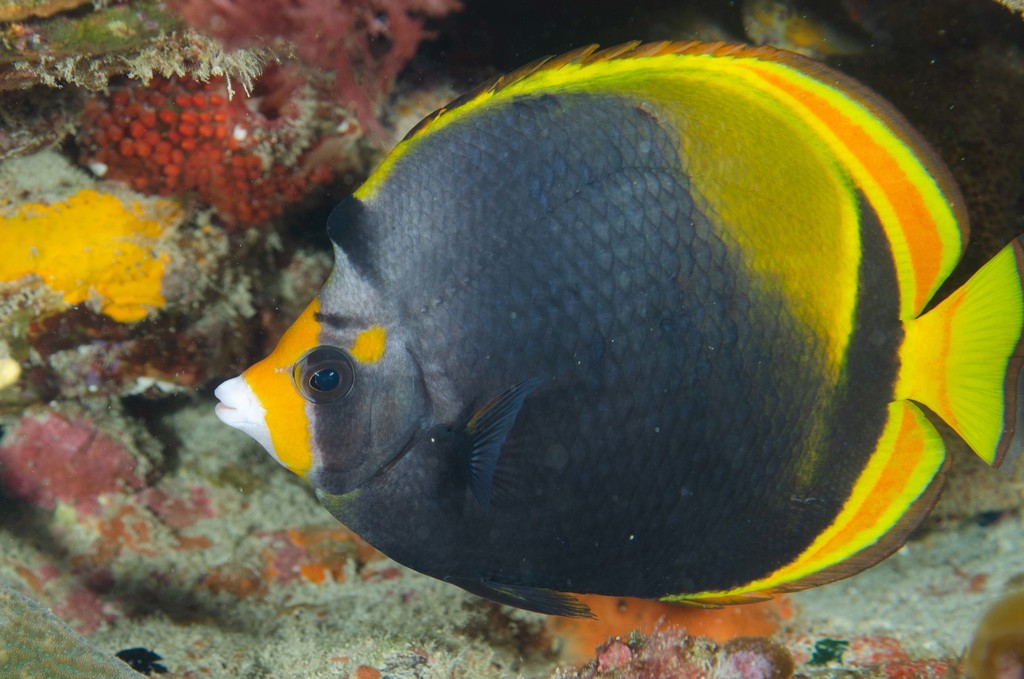 Yellowhead Butterflyfish