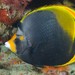Dusky Butterflyfish - Photo (c) Ian Shaw, all rights reserved, uploaded by Ian Shaw