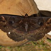 Erebus crepuscularis - Photo (c) john lenagan, όλα τα δικαιώματα διατηρούνται, uploaded by john lenagan