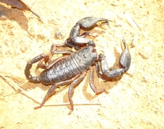 Image of Opisthacanthus capensis