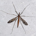 Tipula pubera - Photo (c) Gary McDonald, all rights reserved, uploaded by Gary McDonald