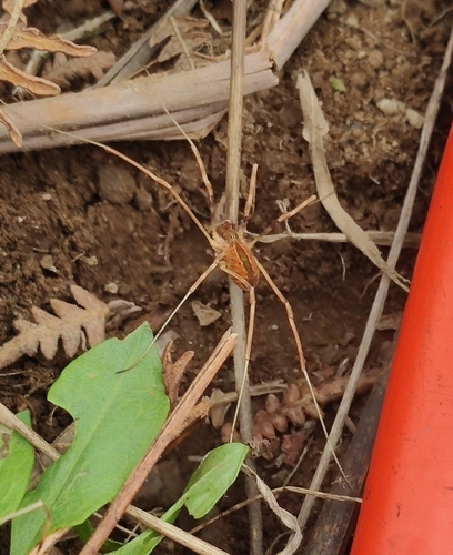 Dicranopalpus pulchellus